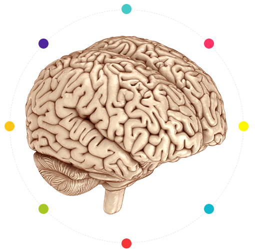 A realistic illustration of a human brain is shown at the center, surrounded by a dotted circle with seven colorful dots evenly spaced around it. The background is white.